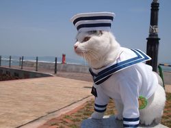 Gemasnya Si Kucing Berpakaian Cosplay Karakter Anime