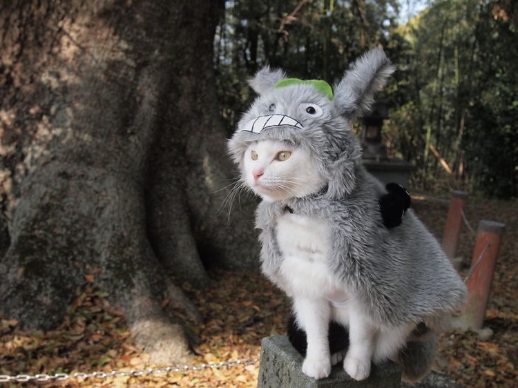 fotoinet kucing gemas anime