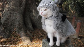 Tempat fotonya apun juga disesuaikan dengan karakter-karakter yang dipakai. Kalau yang ini My Neighbor Totoro. Foto: Twitter/YagyouNEKO