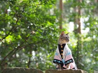 fotoinet kucing gemas anime