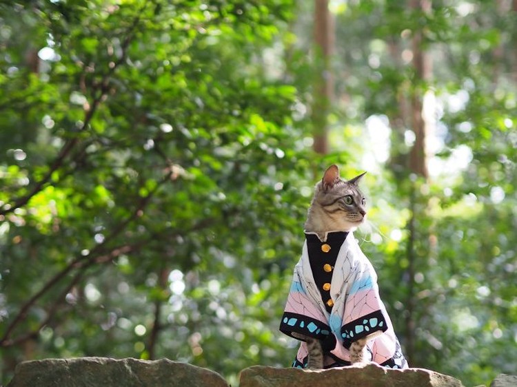 fotoinet kucing gemas anime