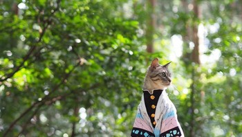 Berlatar hutan membaut foto terlihat artistik. Foto: Twitter/YagyouNEKO