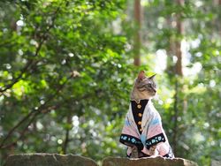 Gemasnya Si Kucing Berpakaian Cosplay Karakter Anime