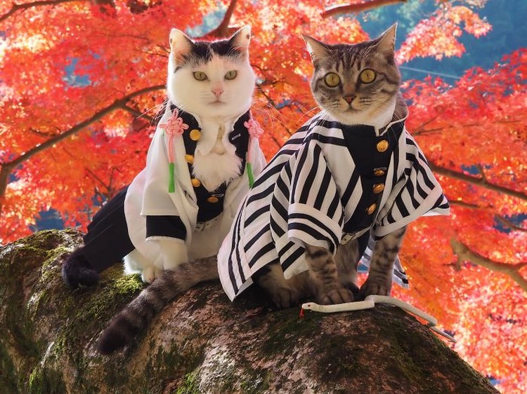 fotoinet kucing gemas anime fotoinet kucing gemas anime