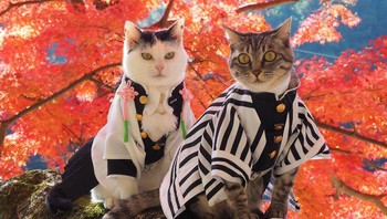 Berlatar pohon sakura bikin foto tambah keren. Foto: Twitter/YagyouNEKO