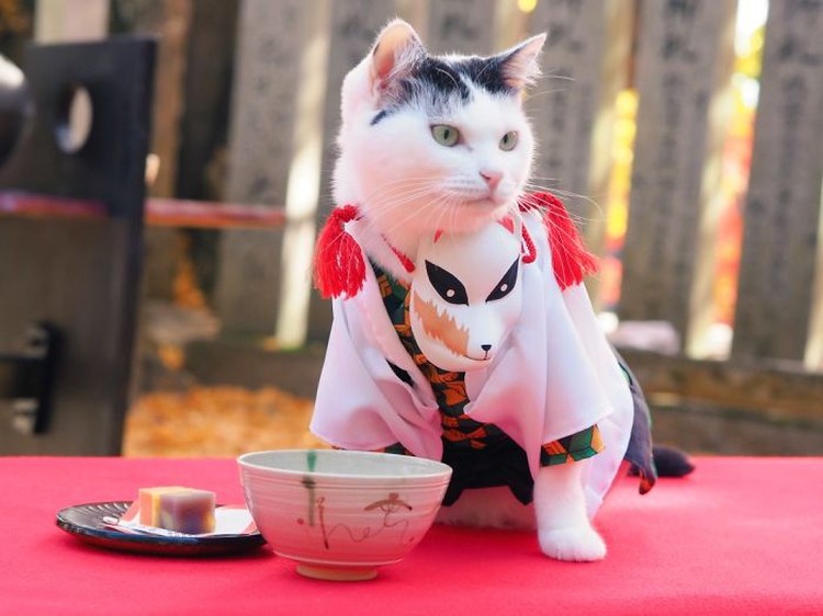 fotoinet kucing gemas anime