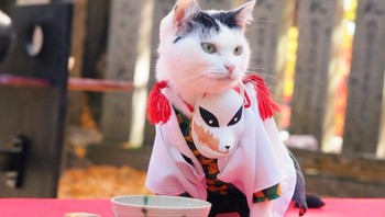 Berpose bersiap dengan santapan makanan.Foto: Twitter/YagyouNEKO