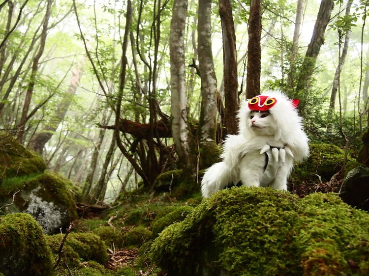fotoinet kucing gemas anime