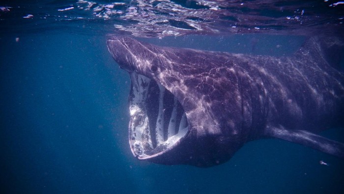 Hiu penjemur basking shark