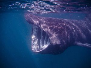Momen Spesial, Fotografer Ini Potret Hiu Penjemur Ikan Terbesar Kedua di Dunia
