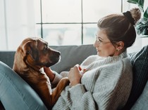 10 Tips Melatih Anjing Peliharaan agar Pintar, Jinak, dan Tidak Menggigit