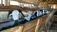 Desa Wisata Cibuntu memiliki Domba yang sangat banyak, bahkan jumlahnya melebihi penduduk yang tinggal di sana. 