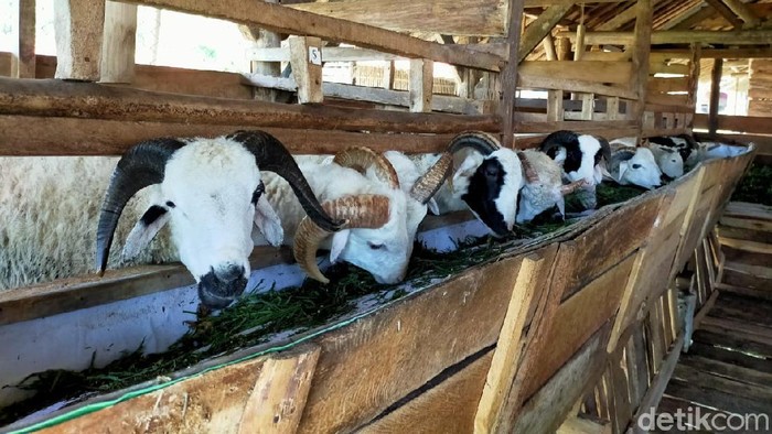 Kampung Domba Desa Wisata Cibuntu