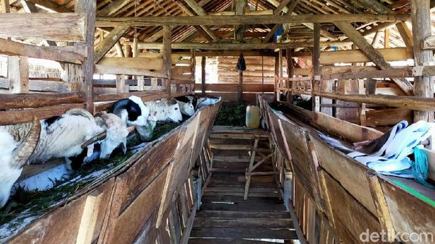 Kampung Domba Desa Wisata Cibuntu