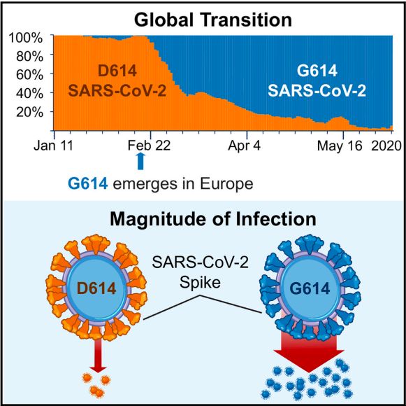 Korber et al., 2020, Cell 182, 812–827 August 20, 2020 Posted by Elsevier Inc