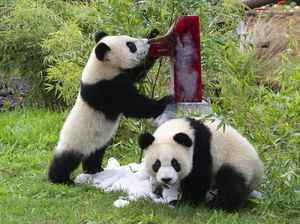 Tingkah Lucu Panda Kembar di Ulang Tahun Pertamanya