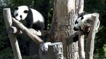 Tingkah Lucu Panda Kembar di Ulang Tahun Pertamanya