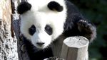 Tingkah Lucu Panda Kembar di Ulang Tahun Pertamanya