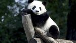 Tingkah Lucu Panda Kembar di Ulang Tahun Pertamanya