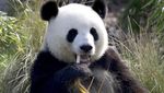 Tingkah Lucu Panda Kembar di Ulang Tahun Pertamanya