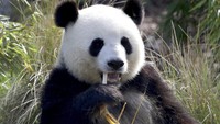 Panda kembar ini beratnya kurang dari 200 gram saat lahir, sekarang beratnya masing-masing sekitar 28 kilogram.  