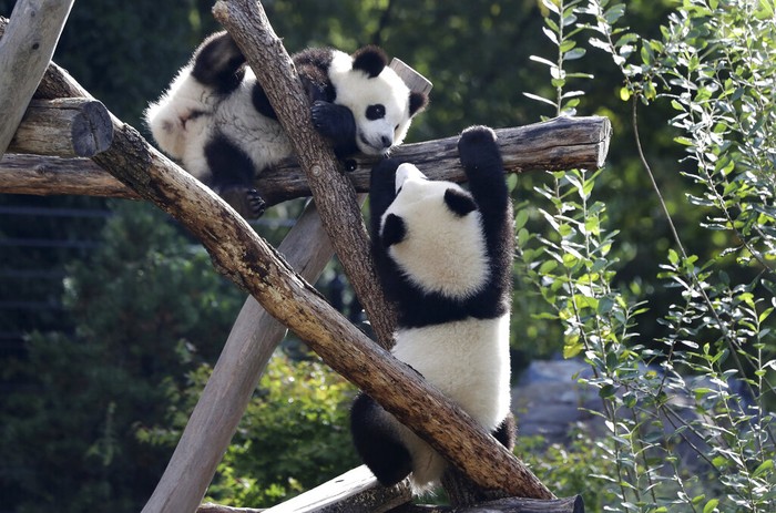 Panda Kembar Berlin The Panda bear cub Meng Yuan (nickname Paule) sits in its enclosure during its first birthday in Berlin, Germany, Monday, Aug. 31, 2020. (AP Photo/Michael Sohn)