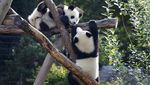 Tingkah Lucu Panda Kembar di Ulang Tahun Pertamanya