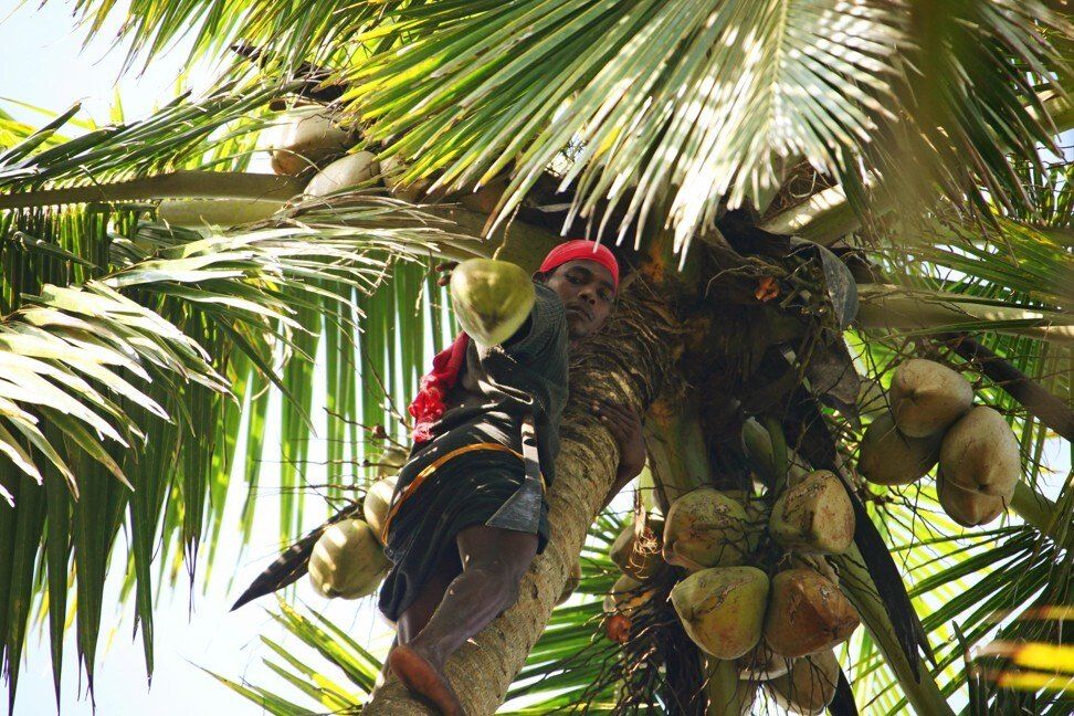 Pemetik Kelapa  Ini Panjat Pohon 25 Meter untuk Panen 2 000 