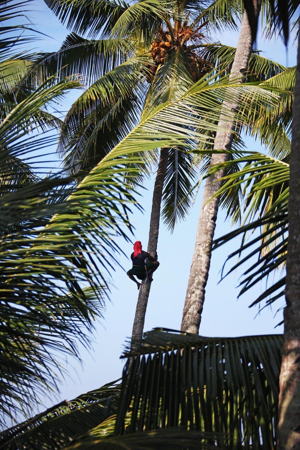 Pemetik kelapa