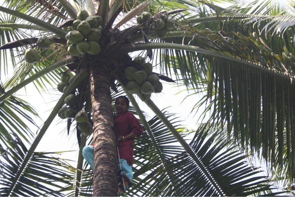 Pemetik kelapa