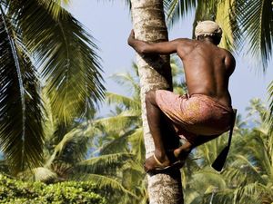 Pemetik Kelapa Ini Panjat Pohon 25 Meter untuk Panen 2.000 Kelapa Tiap Hari