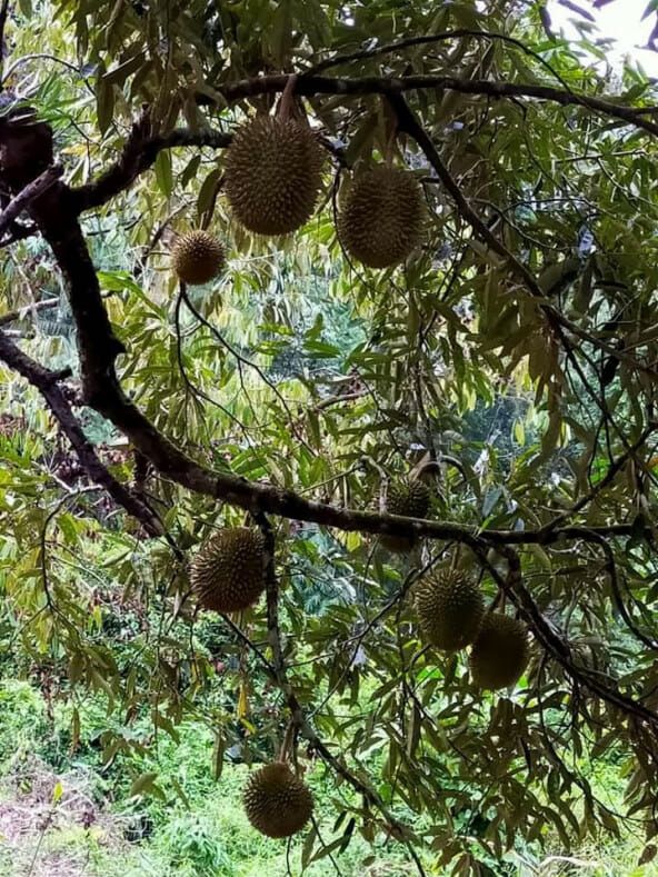 Perkebunan durian Musang King rusak habitat satwa liar Malaysia