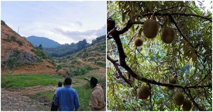Perkebunan durian Musang King rusak habitat satwa liar Malaysia Perkebunan durian Musang King rusak habitat satwa liar Malaysia