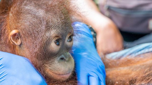 Bayo orang utan dievakuasi BKSDA Kalbar dari seorang warga (dok Istimewa)