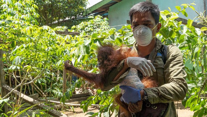 Bayo orang utan dievakuasi BKSDA Kalbar dari seorang warga (dok Istimewa)