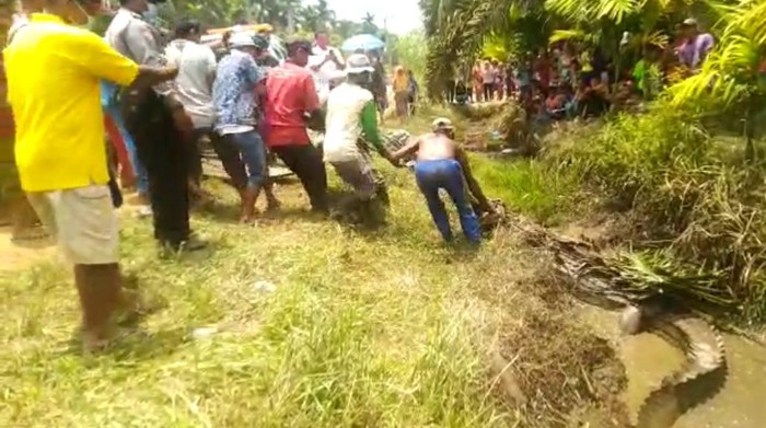 Buaya muara sepanjang 3 meter terjebak di kanal kecil akibat terbawa arus sungai saat pasang (dok Istimewa)
