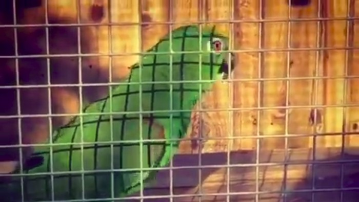 Burung nuri chico
