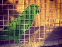 Kalender Jawa Kamis Legi 29 Februari 2024: Keras Bicaranya