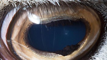 Ini adalah mata Mouflon Armenia Foto: Suren Manvelyan via Boredpanda