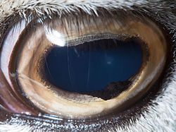 Melihat Kedahsyatan Ciptaan Tuhan Lewat Foto Makro Mata Hewan