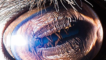 Ini adalah mata unta. Foto: Suren Manvelyan via Boredpanda