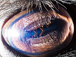 Melihat Kedahsyatan Ciptaan Tuhan Lewat Foto Makro Mata Hewan