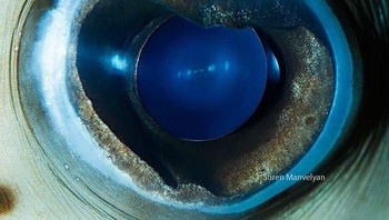 Ini mata ikan landak. Foto: Suren Manvelyan via Boredpanda