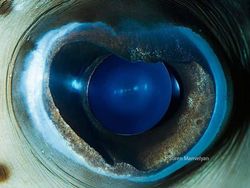 Melihat Kedahsyatan Ciptaan Tuhan Lewat Foto Makro Mata Hewan