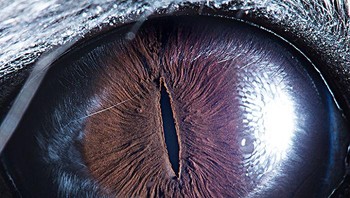 Ini adalah mata hewan pengerat chinchilla. Foto: Suren Manvelyan via Boredpanda