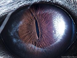 Melihat Kedahsyatan Ciptaan Tuhan Lewat Foto Makro Mata Hewan