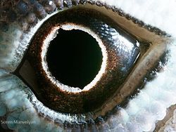 Melihat Kedahsyatan Ciptaan Tuhan Lewat Foto Makro Mata Hewan