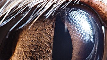 Ini mata rubah fennec. Foto: Suren Manvelyan via Boredpanda