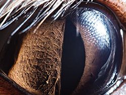 Melihat Kedahsyatan Ciptaan Tuhan Lewat Foto Makro Mata Hewan