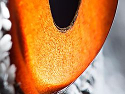 Melihat Kedahsyatan Ciptaan Tuhan Lewat Foto Makro Mata Hewan